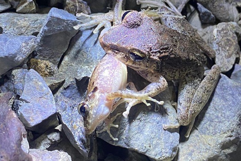 Canibalismo en ranas 1