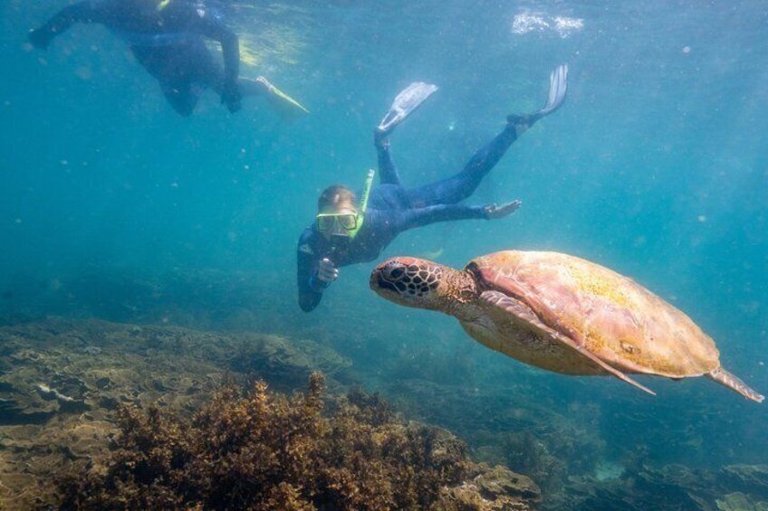 Aquascene Magnetic Island Quick Dip Trip 4