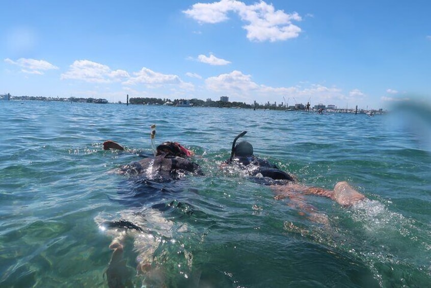 Une personne nage dans une eau d’un bleu cristallin, avec un dauphin à proximité. 1