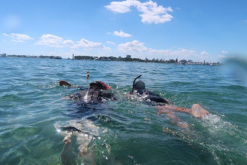 A i Snorkeling - Authentic Interactions with Marine Life Daily! 3