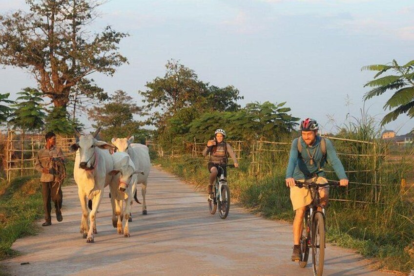 Un sendero pavimentado con ciclistas y bueyes blancos. 1