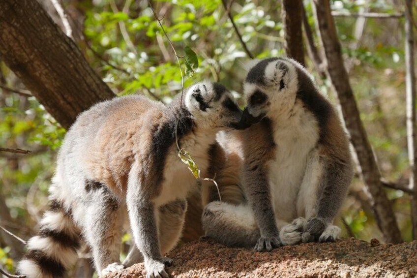 Two lemurs on a tree branch in a forest. 3