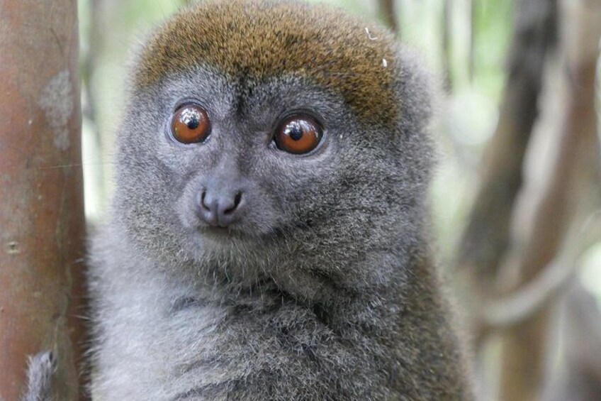 Half-Day Private Tour in Lemur's Park 3