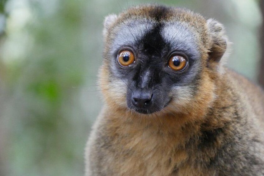 Half-Day Private Tour in Lemur's Park 1