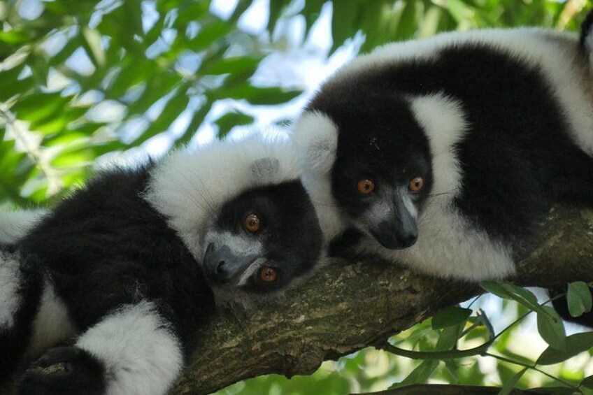Half-Day Private Tour in Lemur's Park 2