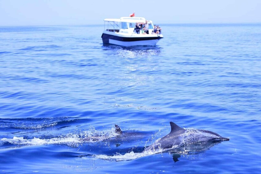 Picture 2 for Activity Muscat: Dolphin Watch & Snorkel Excursion 5