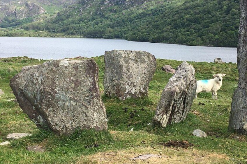 Uragh Stone circle 2