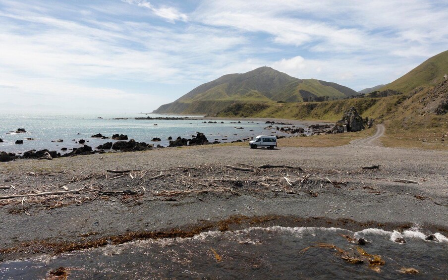 Picture 9 for Activity Wellington: Half Day Seal Coast Safari 4