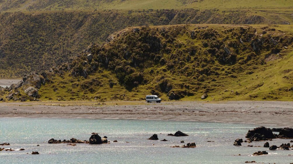Picture 8 for Activity Wellington: Half Day Seal Coast Safari 3