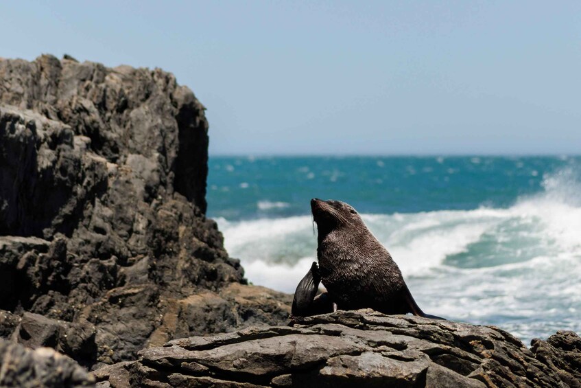 Picture 2 for Activity Wellington: Half Day Seal Coast Safari 4
