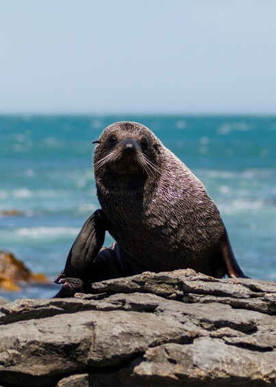 Picture 6 for Activity Wellington: Half Day Seal Coast Safari 5