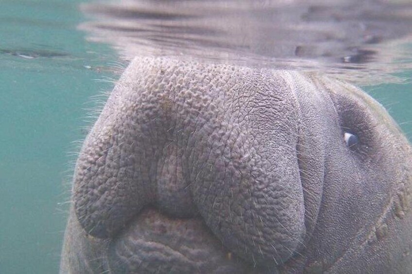 A close-up of a manatee's face submerged in water. 4