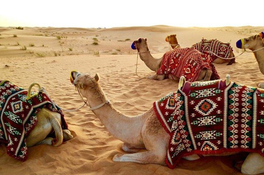 Camels resting in a desert with patterned blankets. 2