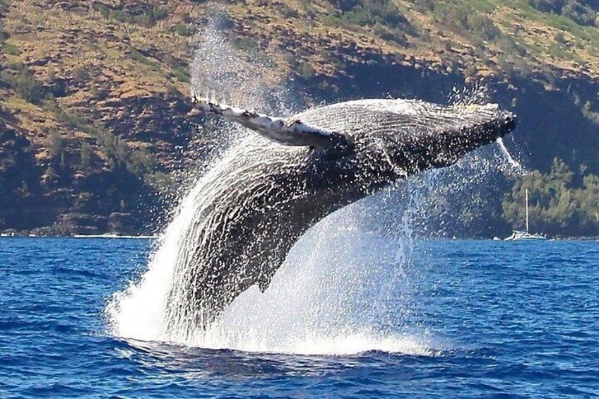 Una ballena emergiendo del agua con un chapoteo, un barco al fondo y un paisaje montañoso. 3
