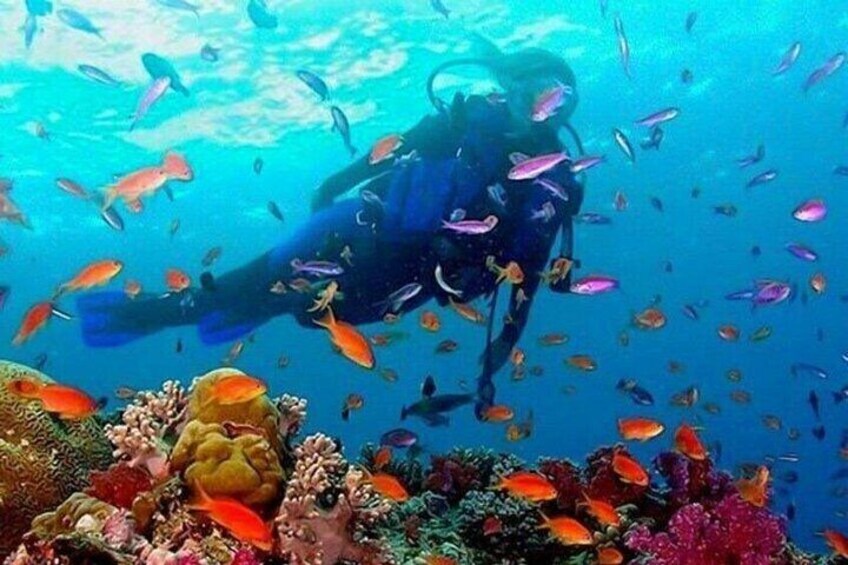 Guided Snorkeling in Negombo – Explore Marine Life & Coral Reefs 1