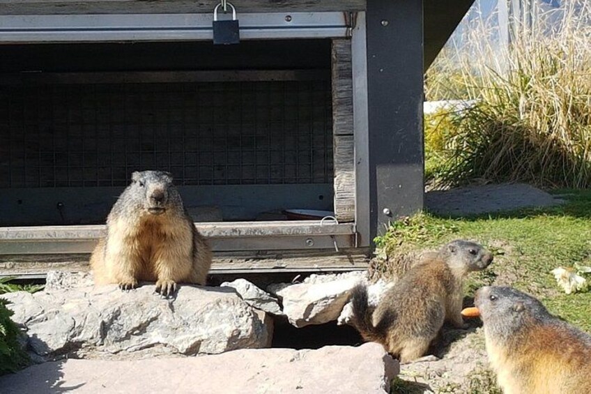 Marmot park 3