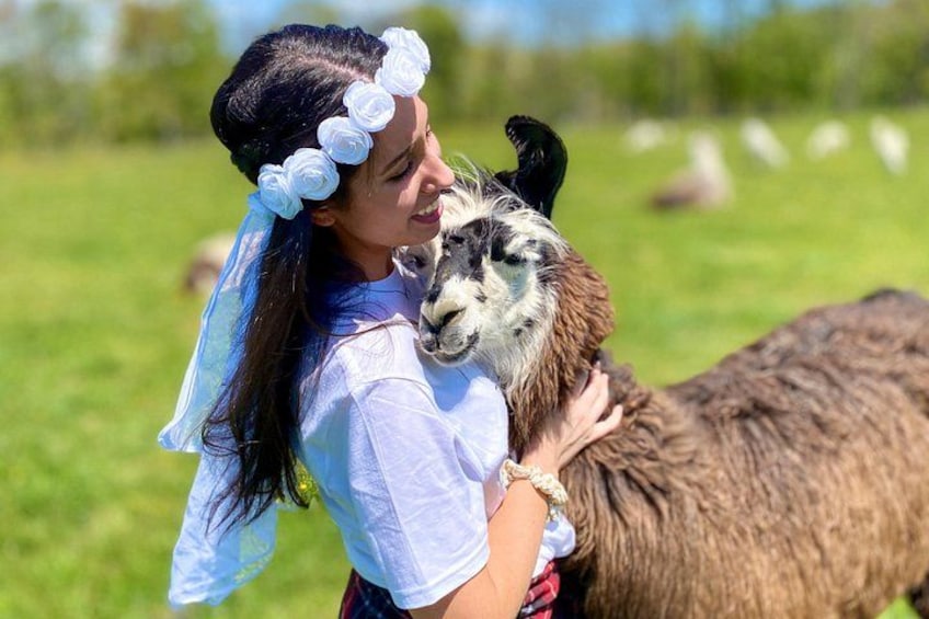 Iemand knuffelt een lama in een weide. 3