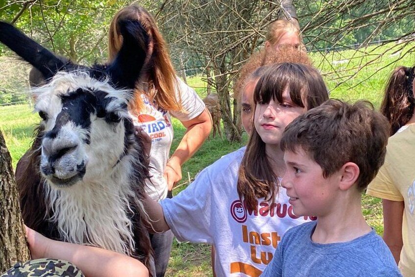 A llama, a group of people, and a tree in a grassy outdoor setting. 4