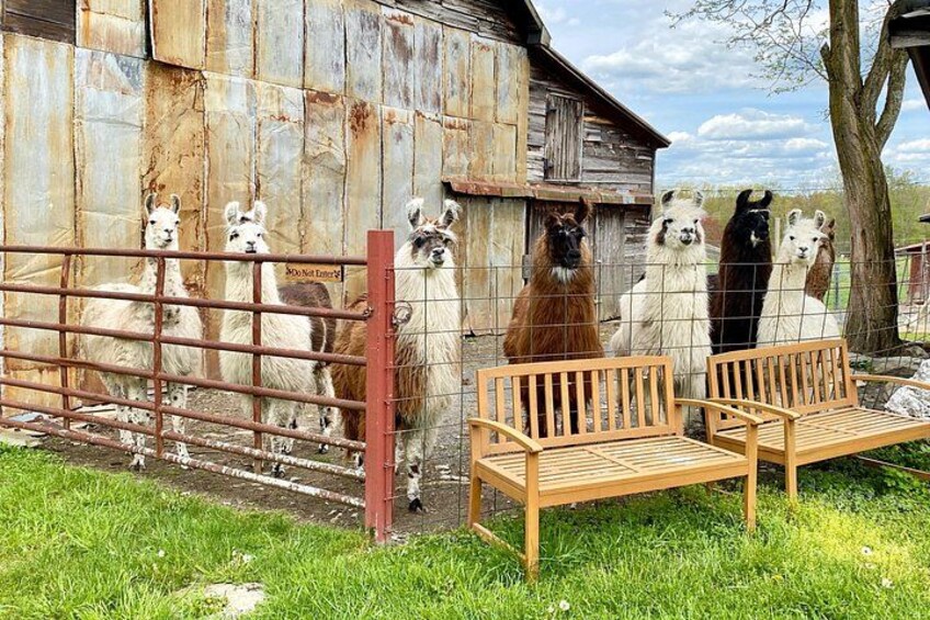 Llamas achter een metalen hek, een houten bank en een landelijke schuur. 2