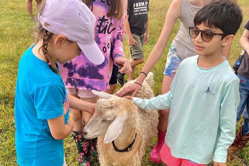 Children interacting with a sheep in a grassy field. 3