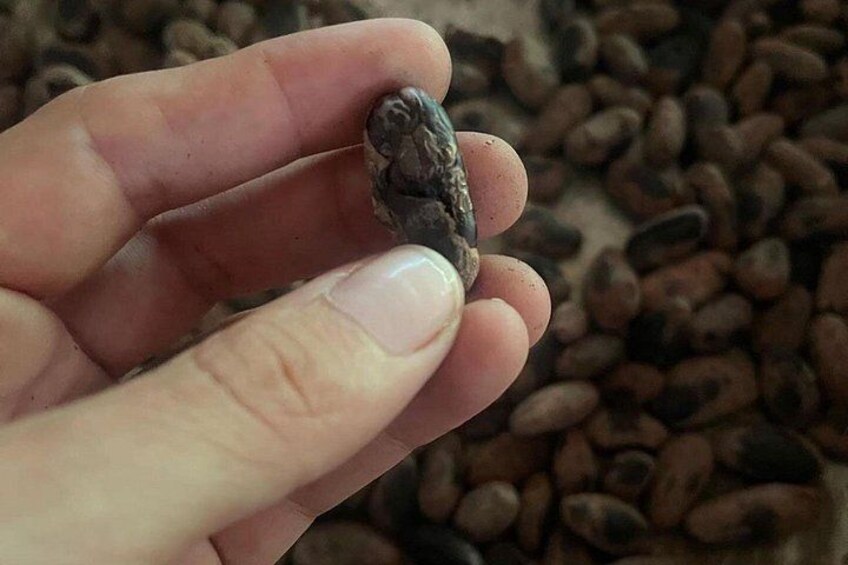 CACAO FRUIT 5