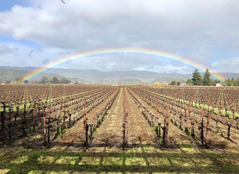 Picture 11 for Activity Napa Valley: All-Inclusive Private Full-Day Wine Tour 5