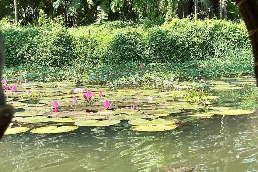 A pond with lily pads and lotus flowers. 2