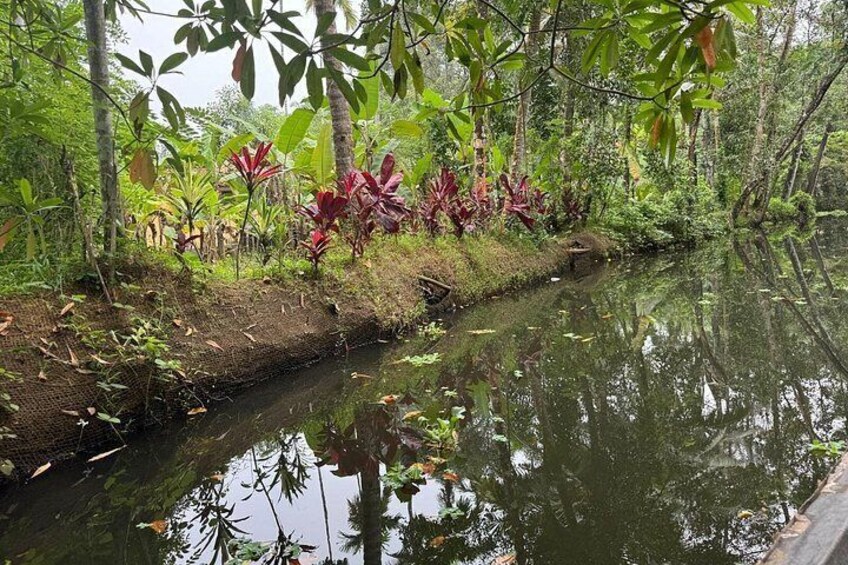 A narrow water channel surrounded by dense vegetation and trees. 2