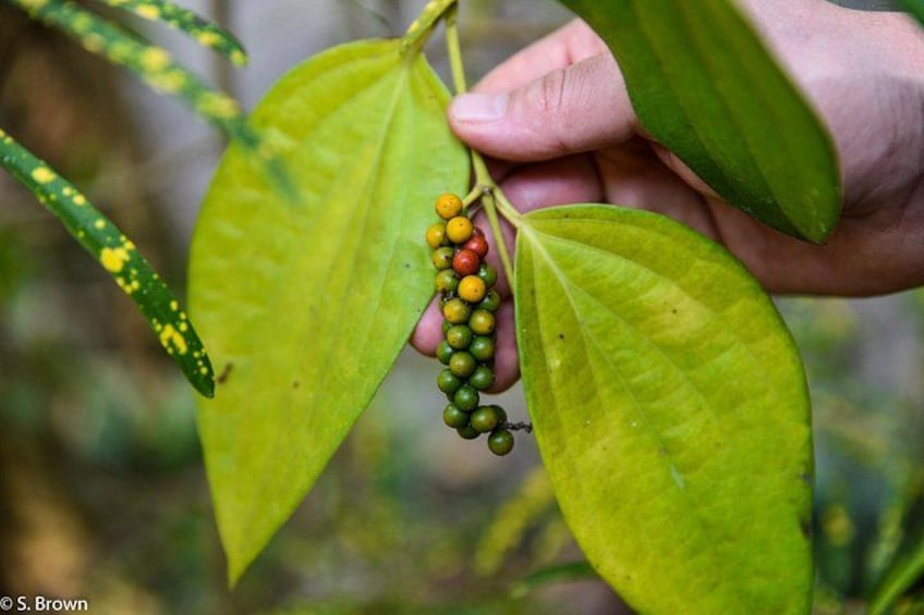 A hand holding a plant with green leaves and a cluster of small, round fruits. 3