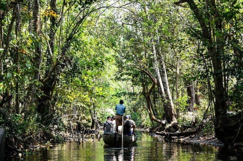 A person paddling a boat through a forested river. 3