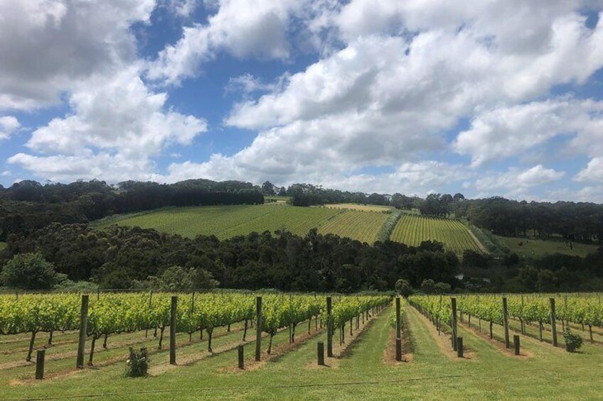 Mornington Peninsula Winery Tour Including Wine Tastings and 2-Course Lunch