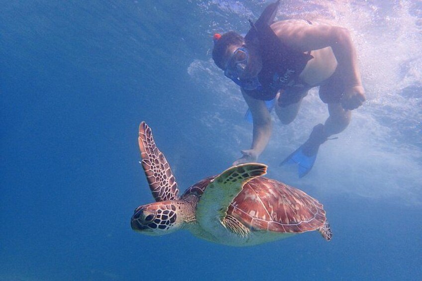Ein Taucher schwimmt mit einer Meeresschildkröte in klarem, blauem Wasser. 5