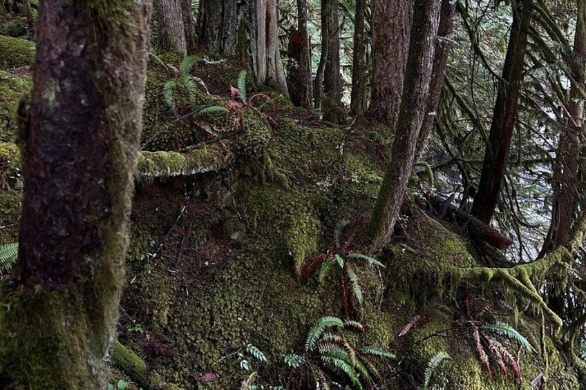 Shannon fall, Quercus Point and Squamish city Private tour 4