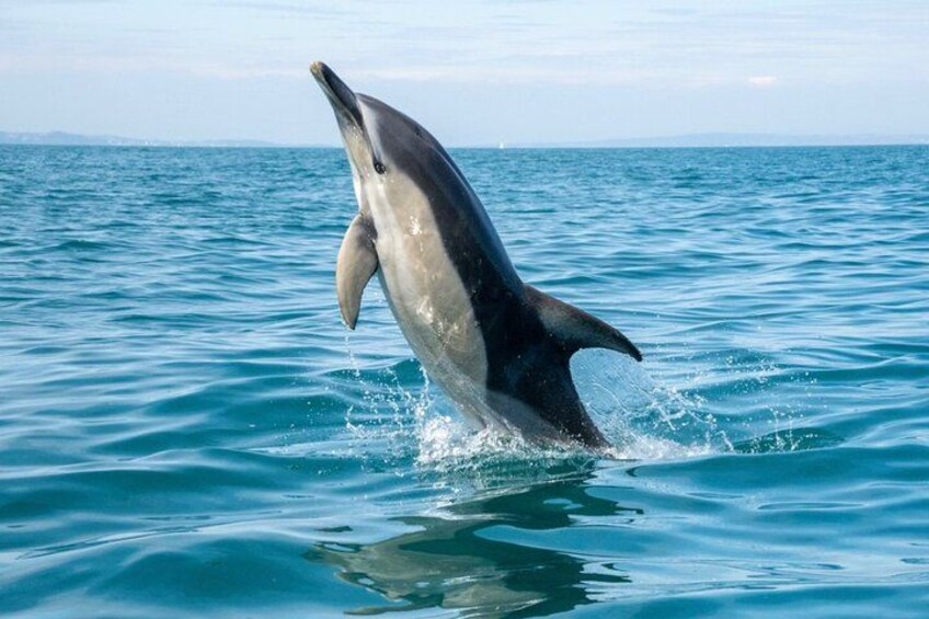 90 Minute Coastal Explorer in Torquay 2