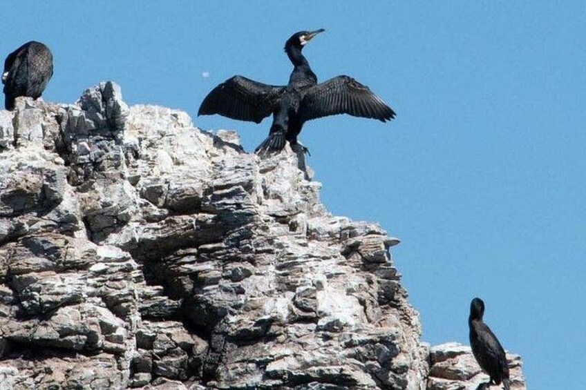 Trois oiseaux étaient perchés sur une falaise rocheuse. 3