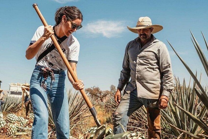 Private Tour to Distillery Tequila Ocho and Arandas 1