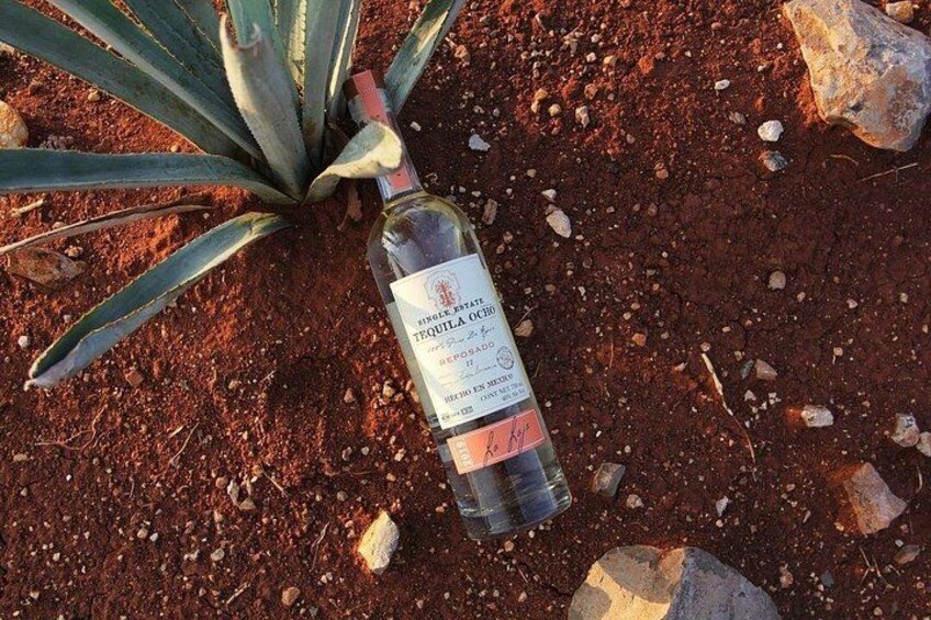 Private Tour to Distillery Tequila Ocho and Arandas 2