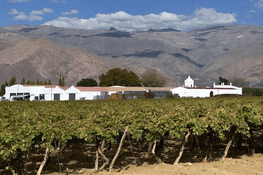 From Salta: Full-Day Tour to Cafayate, Land of Wines 2