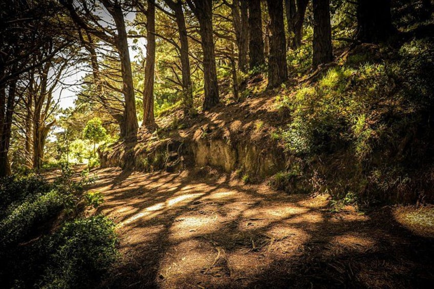 A forested trail with sunlight filtering through trees. 4