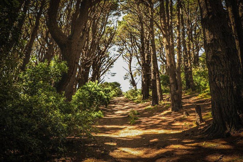 A forested trail with tall trees and sunlight filtering through. 3