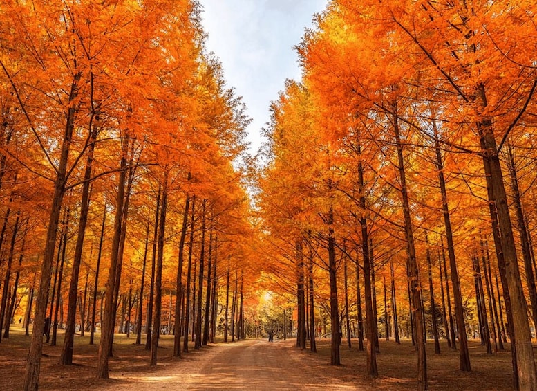 Una foresta con alberi alti e foglie autunnali. 5