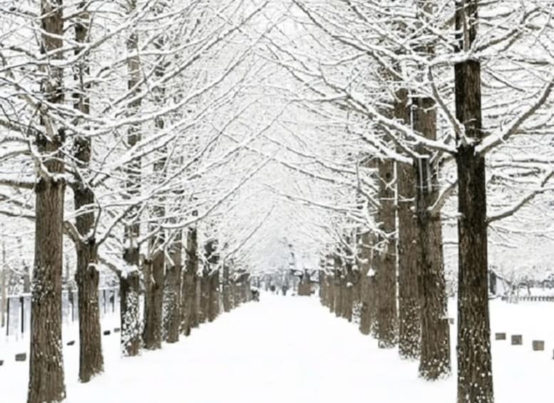 Una strada alberata e innevata. 4