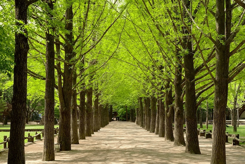Un vialetto alberato in un parco. 5