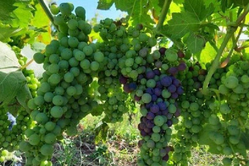 Clusters of green and purple grapes on vines in a vineyard. 4