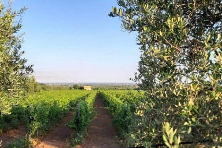 A vineyard with rows of grapevines under a clear sky. 2