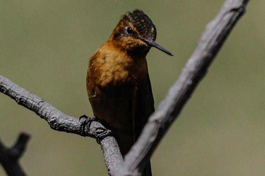 Un oiseau était perché sur une branche. 1