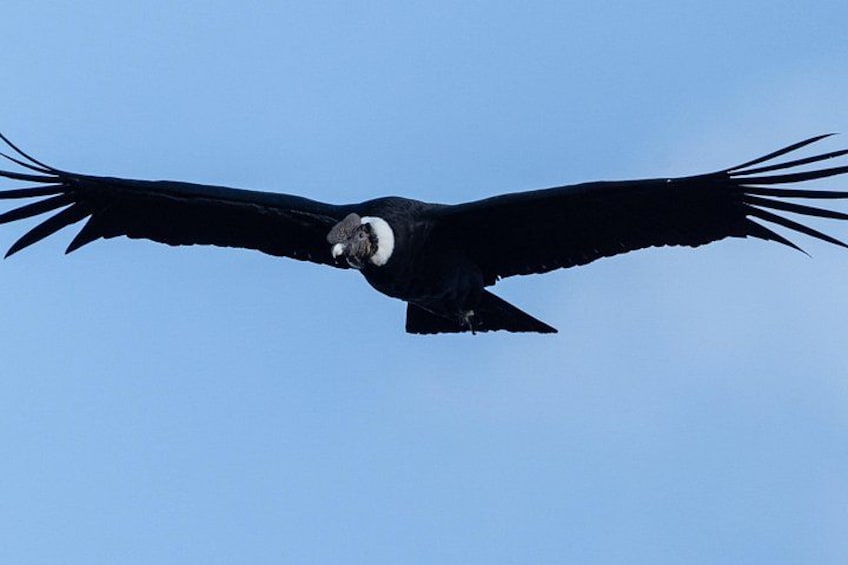 Ein großer Greifvogel fliegt vor strahlend blauem Himmel. 1