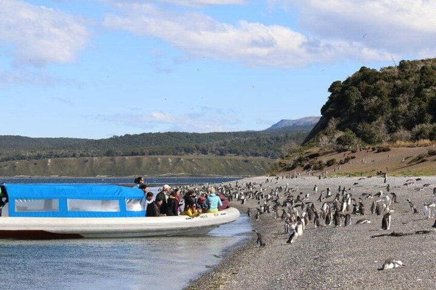 A boat with people on a rocky shore, penguins on the beach, and a hilly landscape in the background. 3