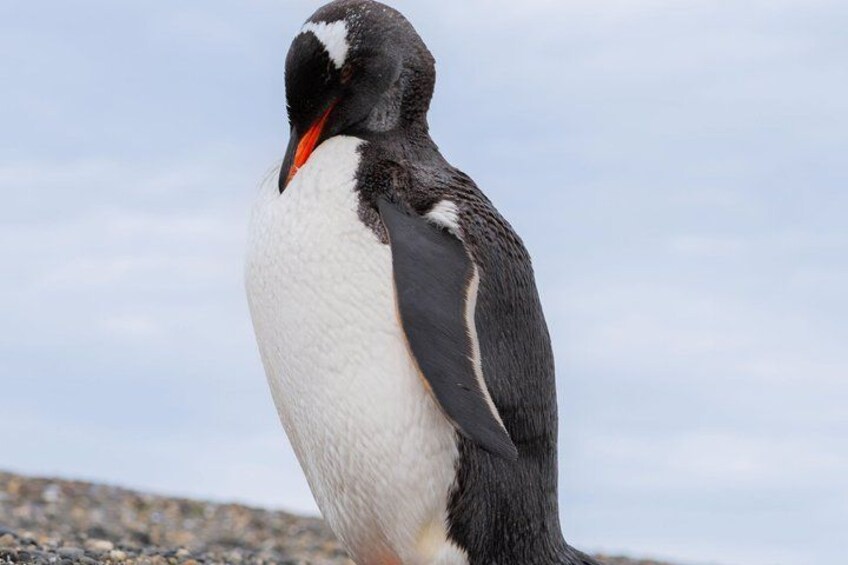Penguin and Centolla Tour in 4x4 5