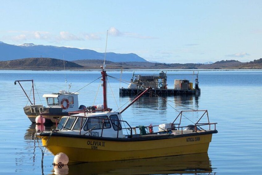 Penguin and Centolla Tour in 4x4 4